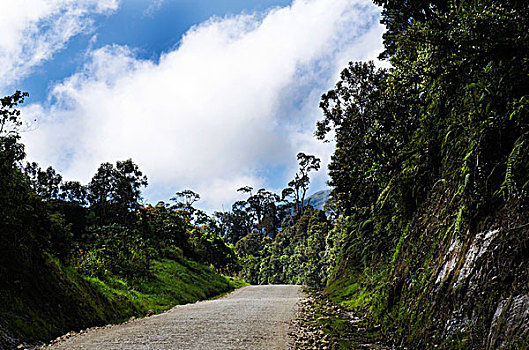 高地,公路,雨林,巴布亚新几内亚,大洋洲