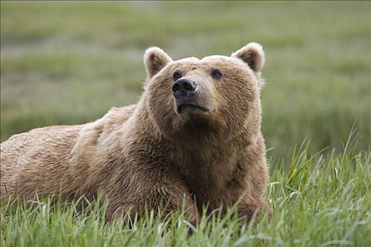 大灰熊,棕熊,草丛,卡特麦国家公园,阿拉斯加