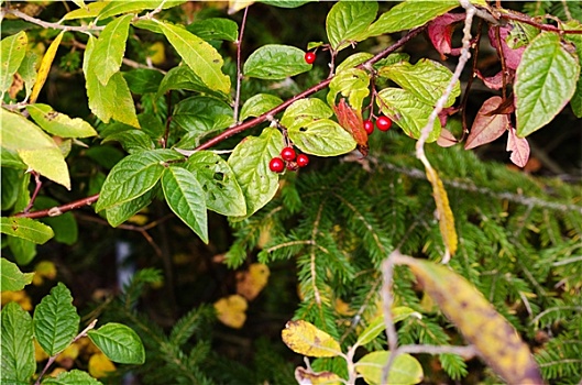 红莓,植物