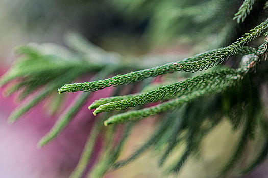 南洋杉,树,植物