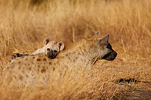 幼兽,斑鬣狗,向外看,后视图,卧,克鲁格国家公园,南非,非洲