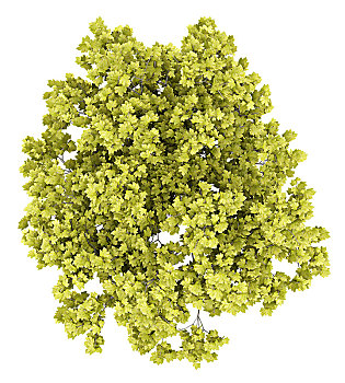 俯视,挪威槭,树,隔绝,白色背景,背景,插画