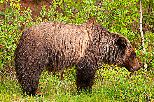 大灰熊,棕熊,树林,弓形谷,大路,班芙国家公园,艾伯塔省,加拿大