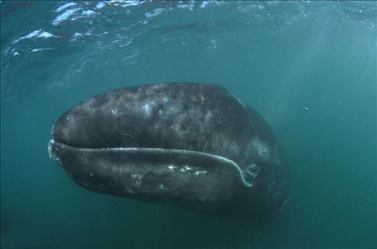 灰鲸,昏暗,水,北下加利福尼亚州,墨西哥