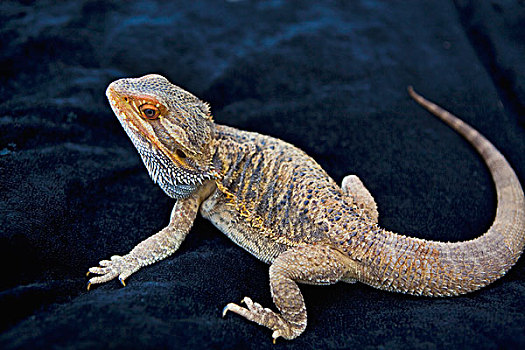 科摩多巨蜥,科莫多国家公园,世界遗产,科莫多,印度尼西亚,亚洲蜥蜴