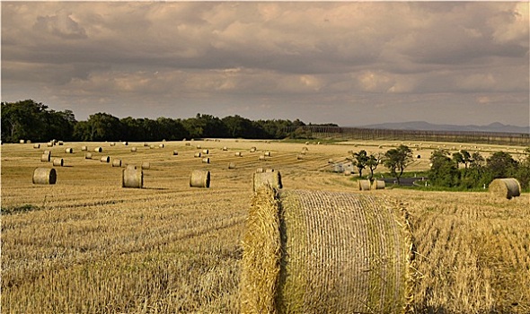 农业,风景,干草包