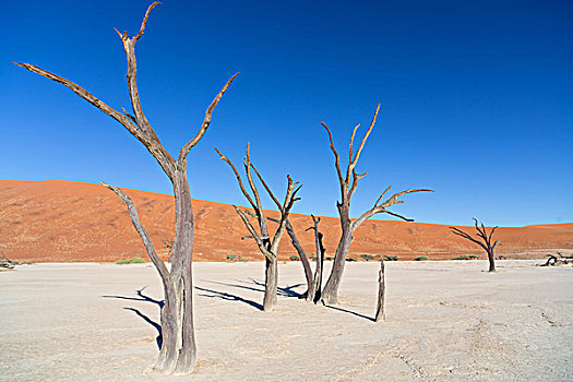 荒芜,秃树,纳米比诺克陆夫国家公园,死亡谷,纳米比亚