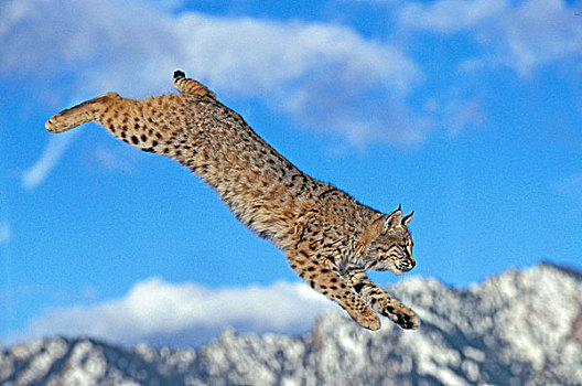 美国山猫,短尾猫,成年,跳跃,加拿大
