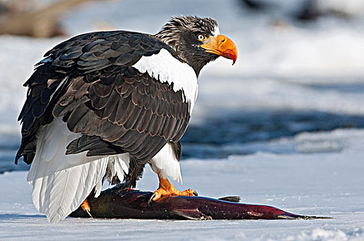 海鹰,虎头海雕,堪察加半岛,俄罗斯