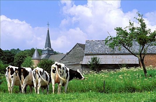 法国,母牛,黑白花牛,地点
