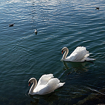 两个,天鹅,日内瓦湖