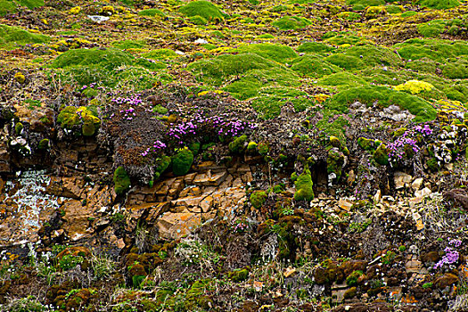 挪威,斯瓦尔巴特群岛,白额黑雁,软,苔藓
