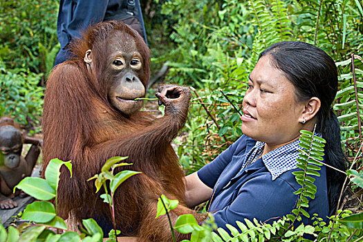 猩猩,黑猩猩,青少年,树林,探索,训练,中心,婆罗洲,印度尼西亚