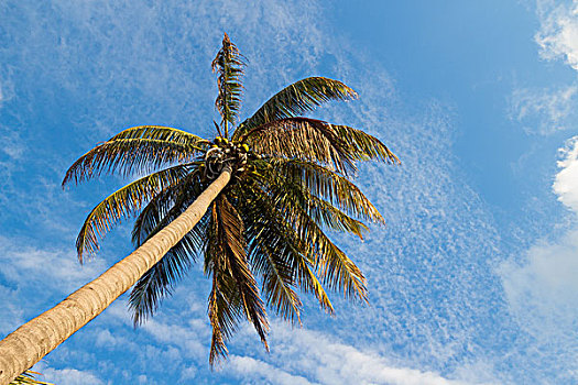 仰视,棕榈树,蓝天,椰树