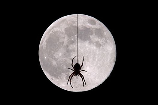 蜘蛛,正面,满月