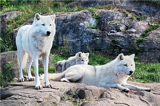 家庭,北极,狼