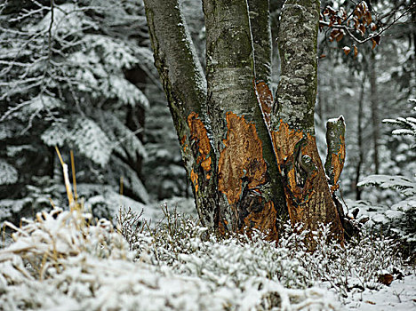 冬日树林,巴伐利亚森林,巴伐利亚,德国