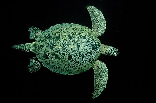 绿海龟,龟类