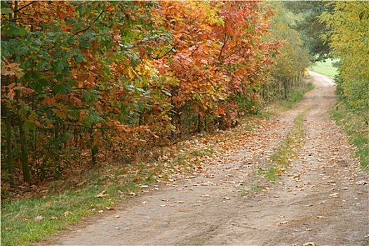 秋日树林,彩色,道路