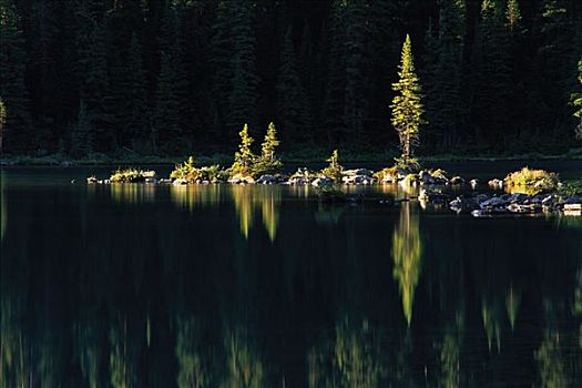 树,反射,欧哈拉湖,幽鹤国家公园,不列颠哥伦比亚省,加拿大