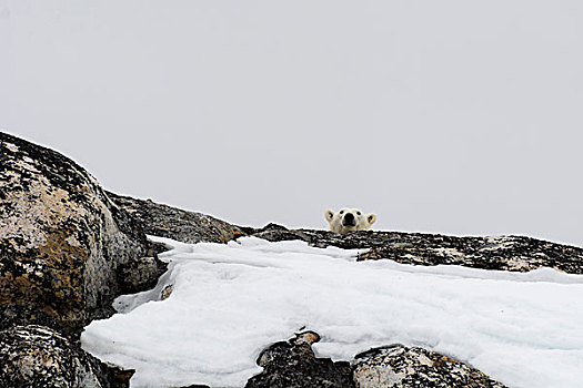 挪威,斯瓦尔巴特群岛,斯匹次卑尔根岛,极地,头部,上方,石头