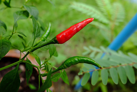 辣椒,花园,有机,红色,辛辣,亚洲,市场,健康,素食主义,吃