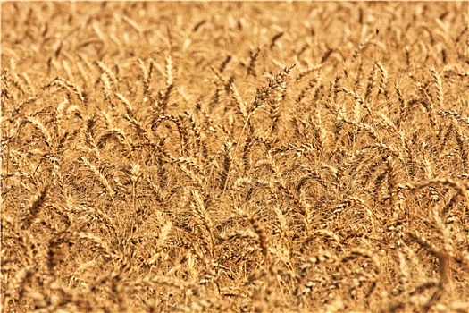 金色,小麦,生长,乡村,地点,以色列