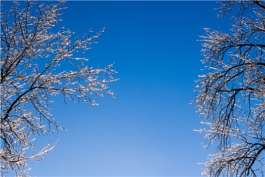 清晰,蓝天,冰冻,树