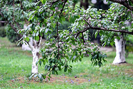 电子科技大学清水河校区的李子树