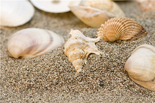 壳,纪念品,沙滩