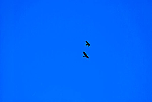 翱翔在蓝天中的鹰