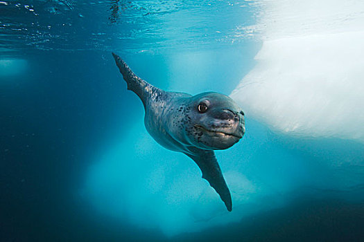 海豹,南极半岛,南极