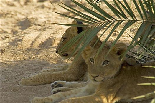 三个,狮子,幼兽,坐,树林,禁猎区,克鲁格国家公园,林波波河,南非