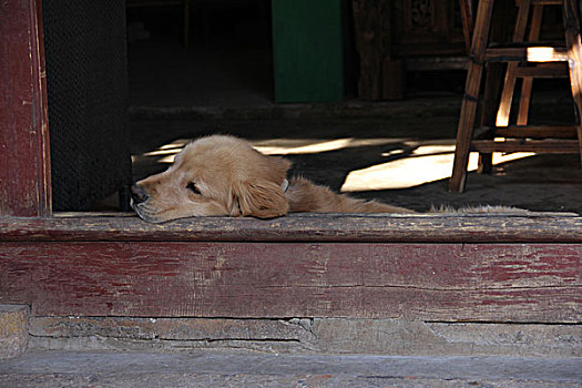 乡村熟睡的狗