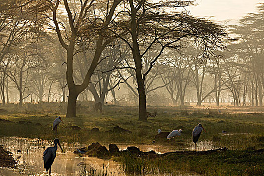 模糊,日出,纳库鲁湖,纳库鲁湖国家公园,肯尼亚,非洲