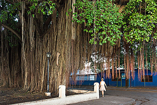 古巴,西恩富戈斯,巨大,橡胶树,俯视,根部