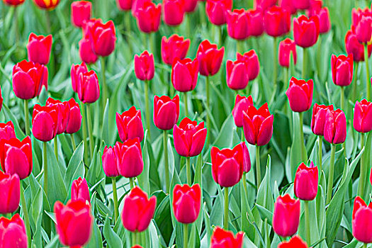 活力,红色,郁金香,春天,库肯霍夫花园,荷兰南部,荷兰