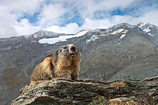阿尔卑斯山土拨鼠,高,陶安,国家公园,卡林西亚,奥地利,欧洲