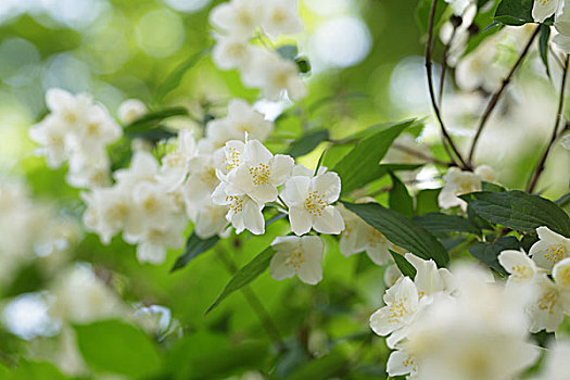 漂亮,茉莉,白花,夏天,照相