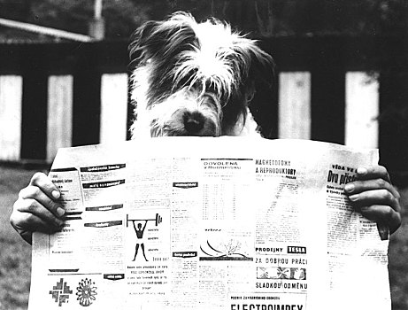 狗,报纸,70年代,精准,地点,未知,捷克共和国,欧洲