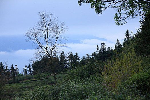 茶园,采茶,高山