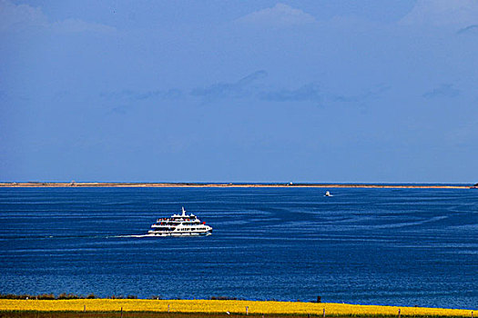 青海湖油菜花