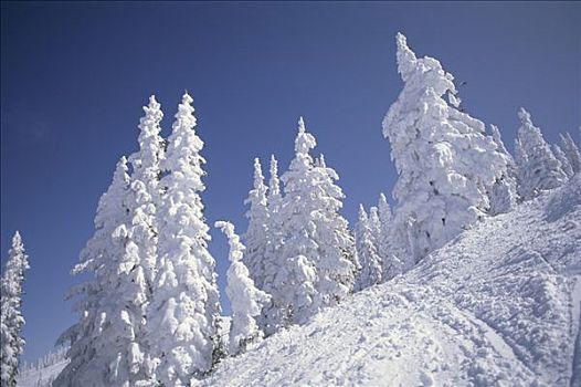 冬季风景,美国,科罗拉多