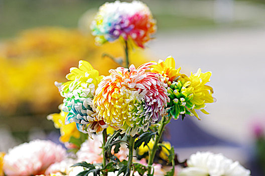 多种色彩的菊花