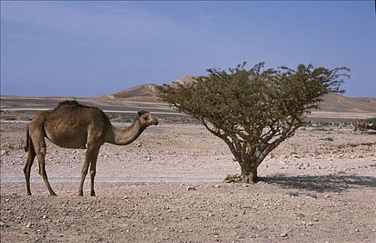 骆驼,站立,旁侧,乳香树,山谷