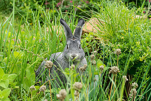 灰色,兔子,坐,草坛