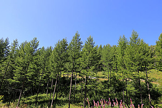 塞罕坝草原风光