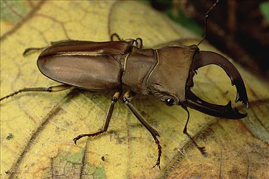 鹿角甲虫,肖像,巴布亚新几内亚