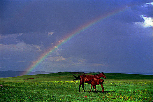 草原彩虹下吃奶的小马