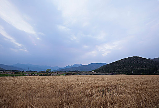 麦浪,小麦田,五彩云霞